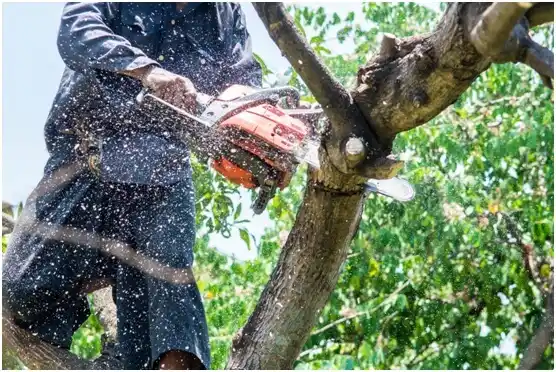 tree services Black Diamond